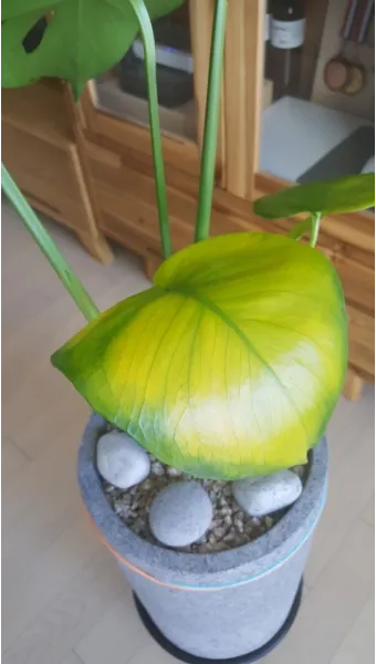 화분 노랗게 변함 원인 영양부족 과습해결 비료주기 조절 방법_5