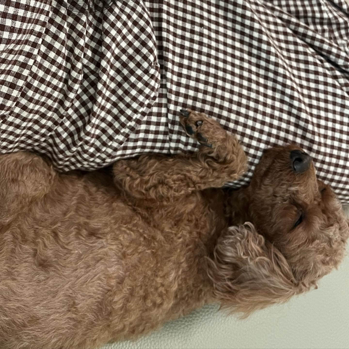 소형견 특징
