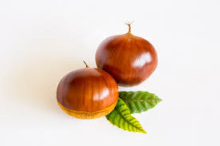 강아지 밤 먹어도되나요