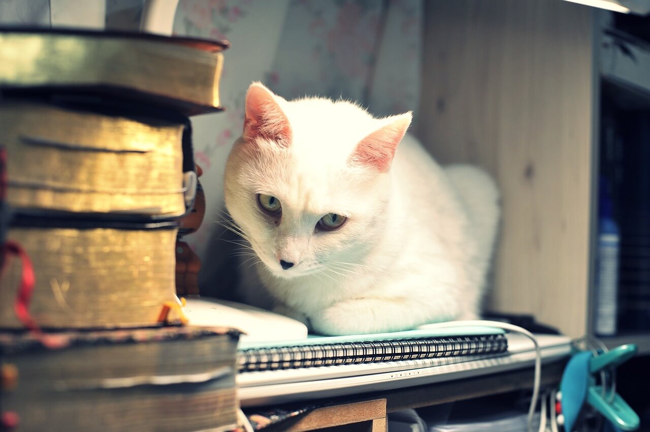 고양이 지방종, 원인과 치료방법 꼭 알아두기!