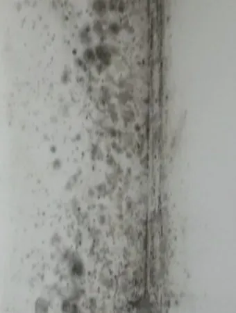 장마철 곰팡이 제거방법 꿀팁 정리 완벽 가이드_6