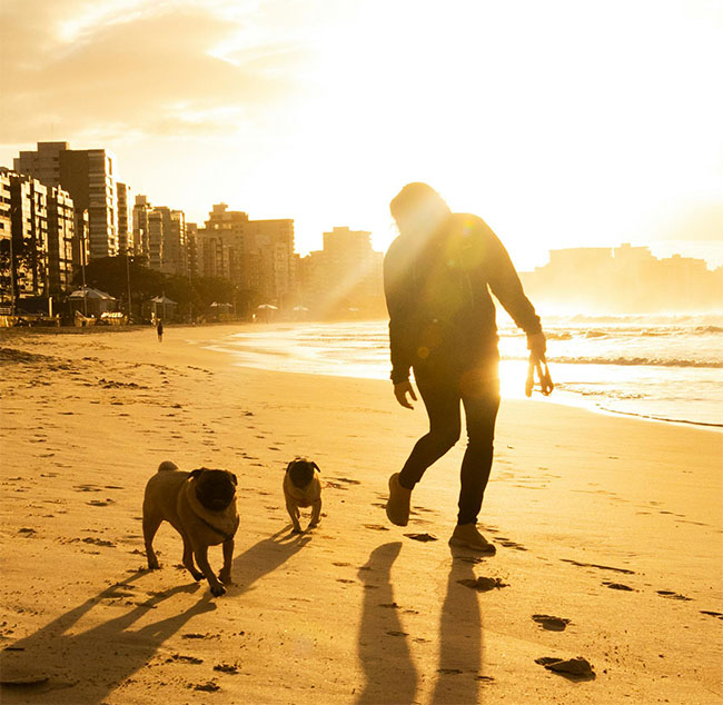 반려견 동반 여행