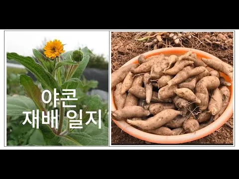 야콘 재배 덩이 비대 관리 토양 갈기 저장 요령_9