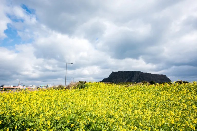 성산-유채꽃-재배단지