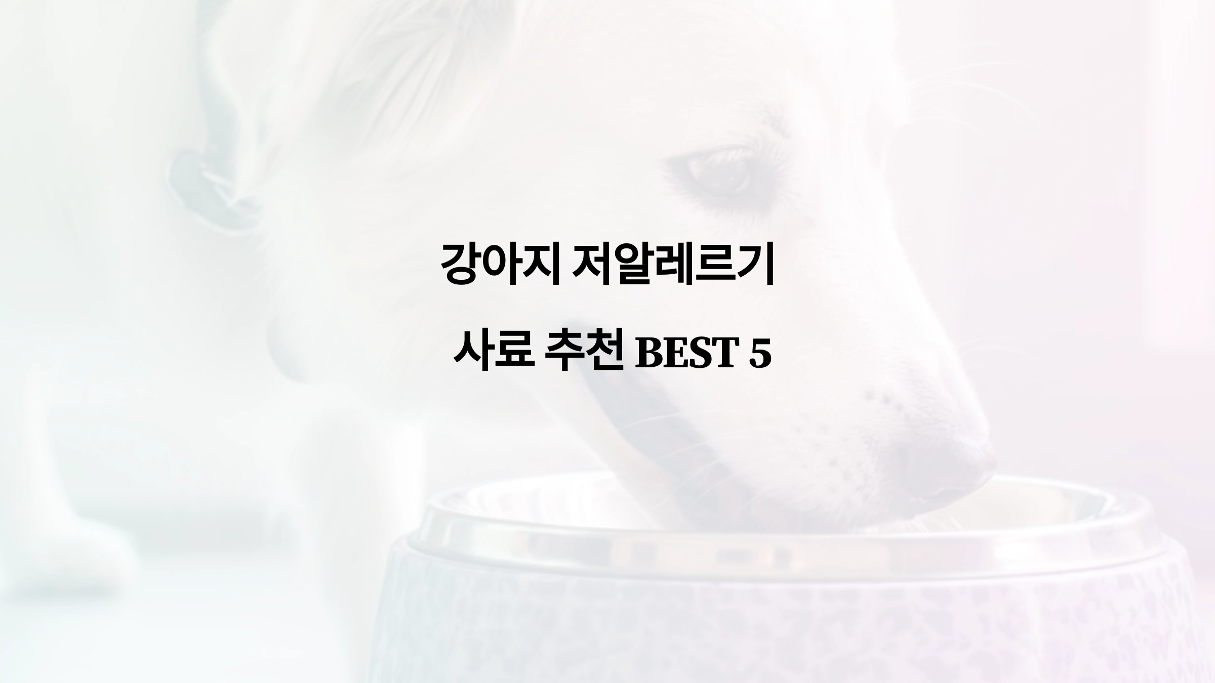 강아지 저알레르기 사료추천 BEST5