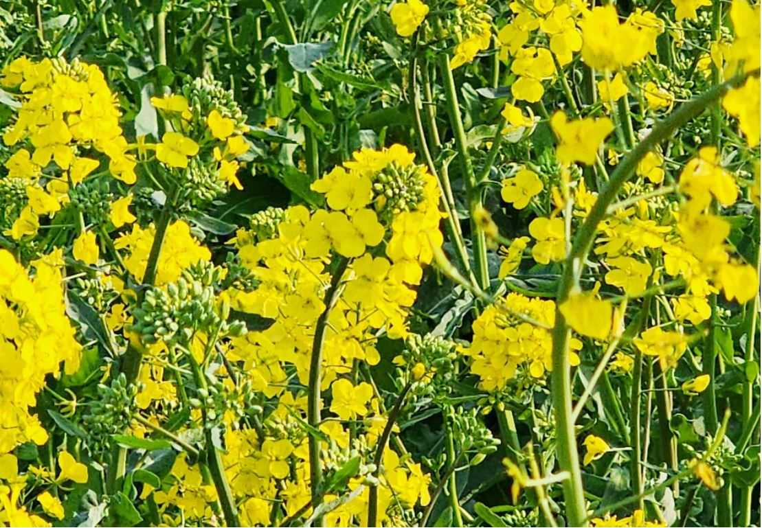 창녕 유채꽃축제.낙동강 유채축제_2023년.행사안내