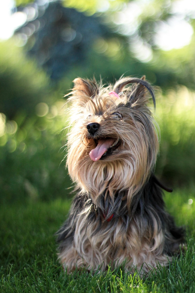 요크셔테리어 사진