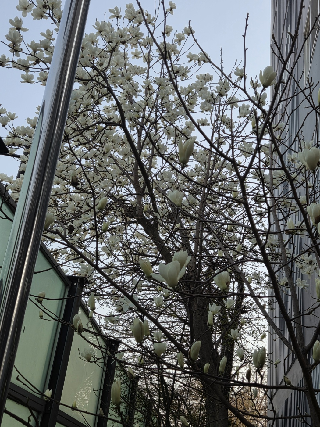 목련 2