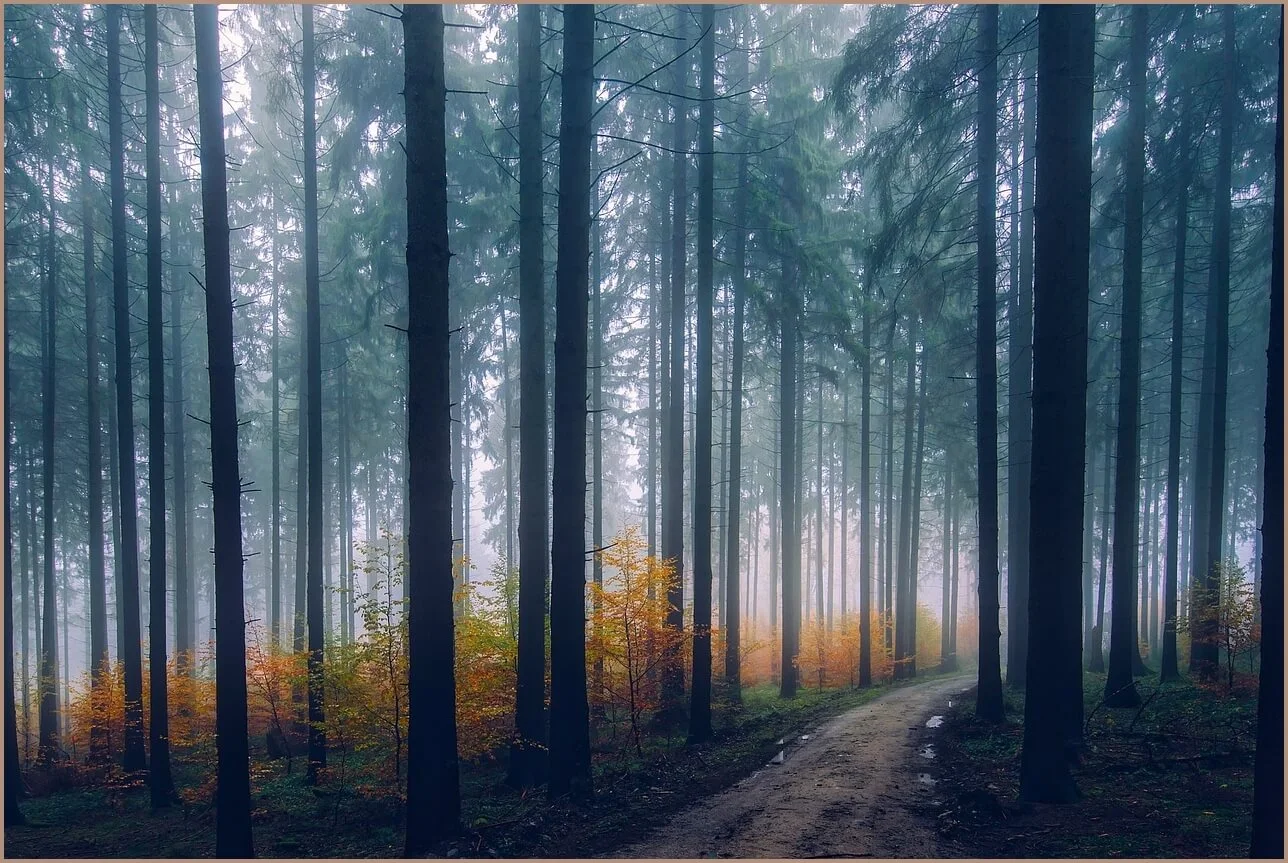 국민은행 정기예금 금리