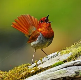 붉은가슴울새 영국 겨울 새 특징 매력 이미지_5