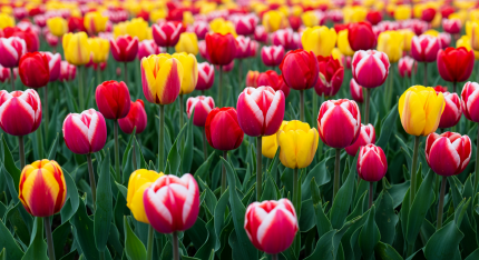 에버랜드 튤립축제