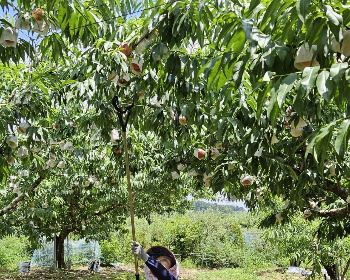 조치원 복숭아 축제_6