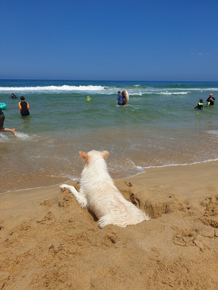 국내 유일 강아지 전용 해변, 멍비치 정보 총정리