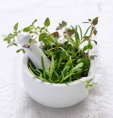 어댑토겐 허브의 부활: 스트레스 시대의 자연 회복력