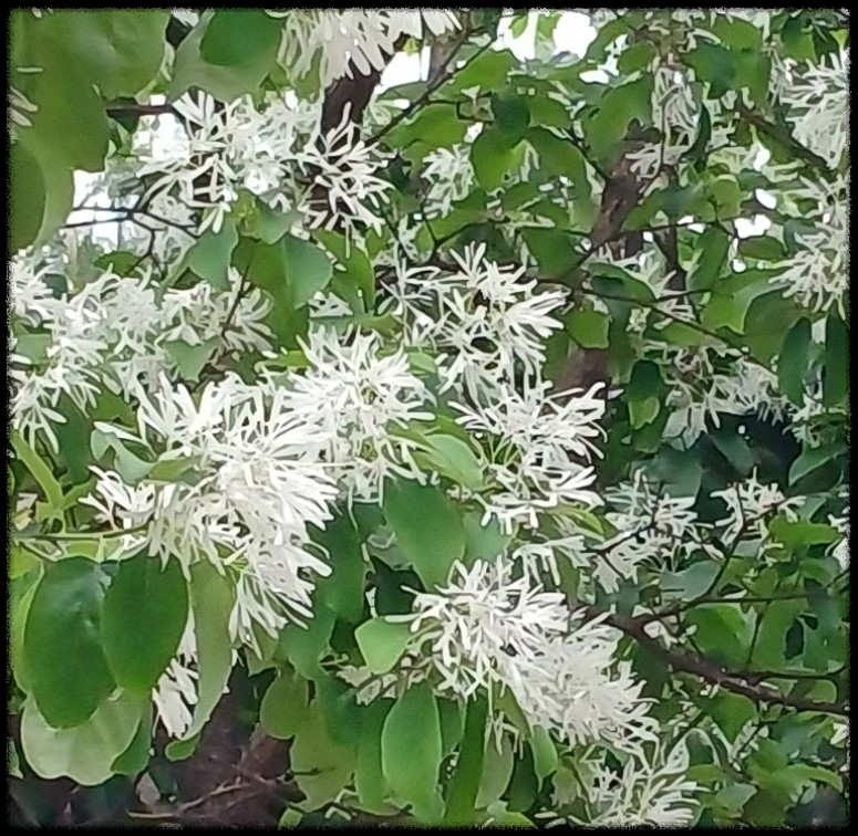 이팝&middot;조팝나무: 봄마다 느껴보는 이팝&middot;조팝나무 궁금증