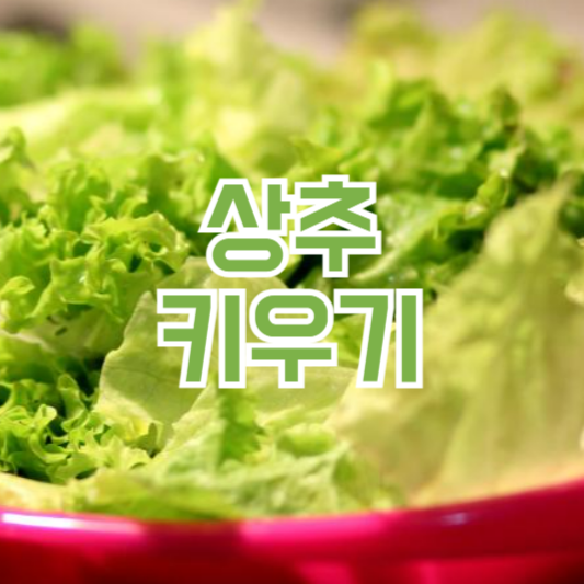 상추키우기 물주는 주기와 관리법!