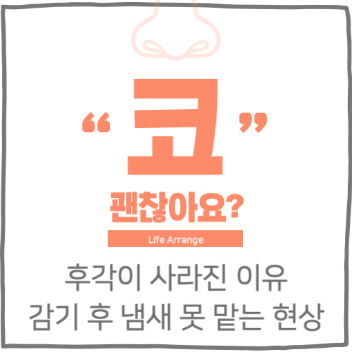 후각이 사라진 이유 감기 후 냄새 못 맡는 현상 해결법까지