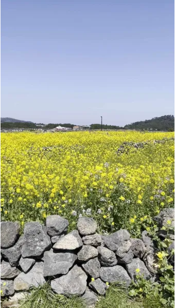 유채 재배 가을 파종 겨울 보온 봄 개화_13