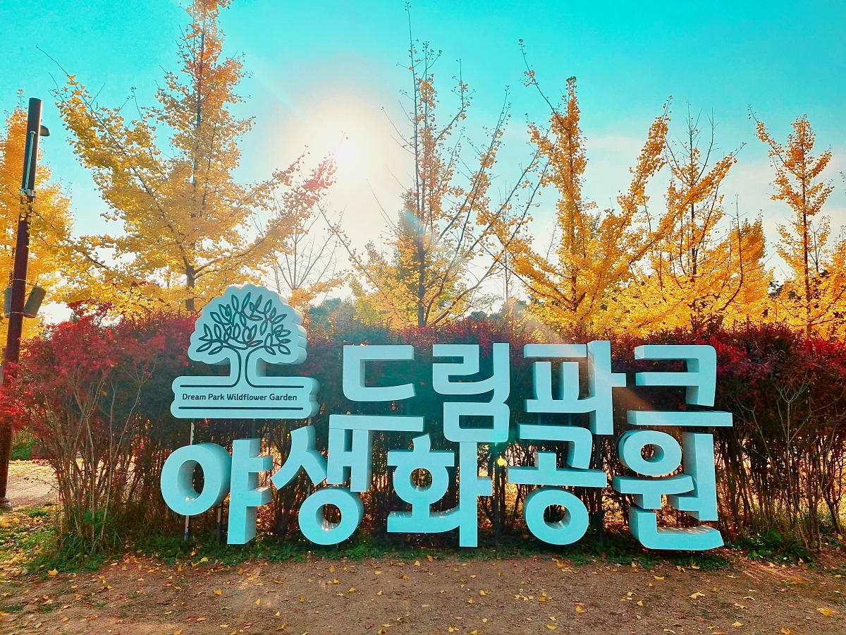 핑크뮬리부터 은행나무길까지, 드림파크 야생화공원 가을 축제와 산책