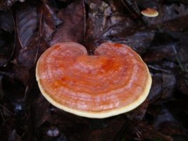 항암치료 중 좋은 음식