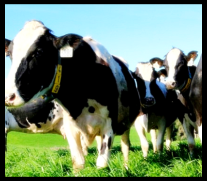 셀트리온 초유 단백질