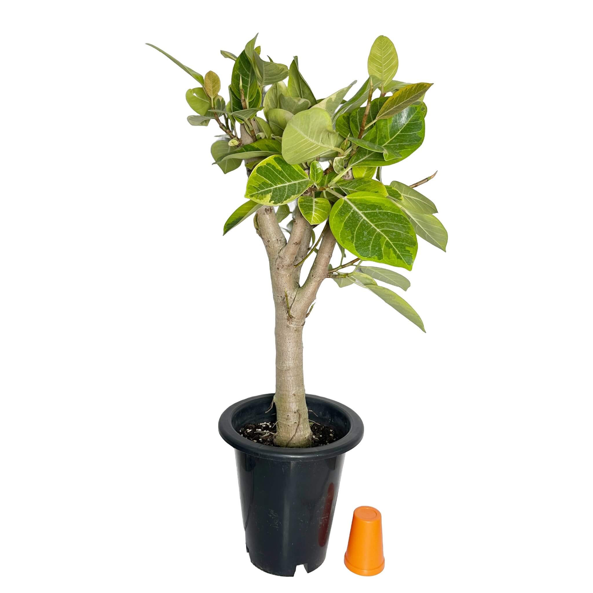 뱅갈 고무나무 실내에서 키우는 법