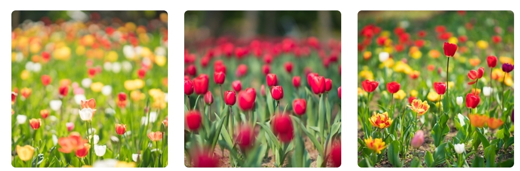 봄꽃 축제 당일여행