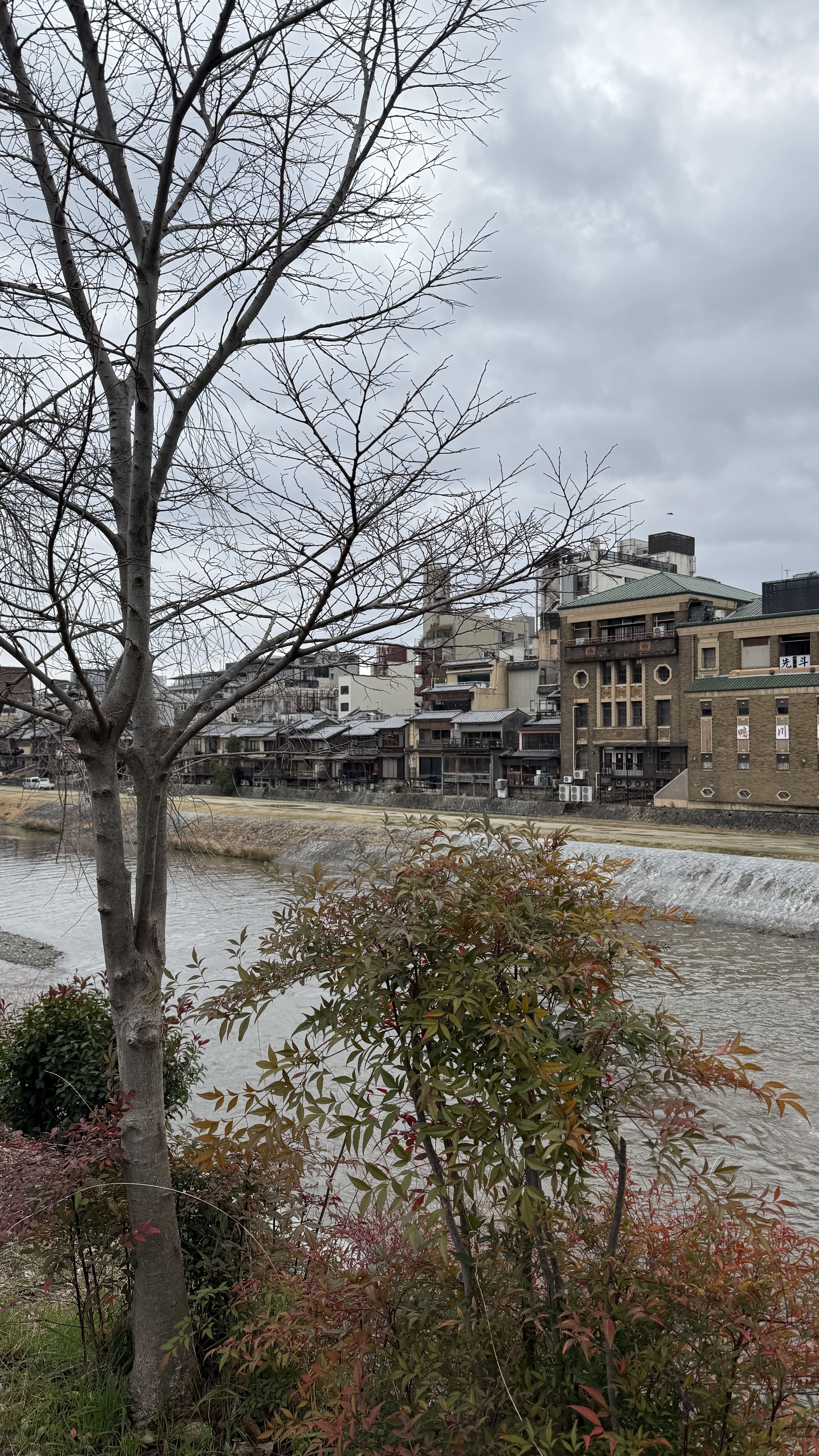 교토 봄여행 일본 스타벅스 가모강