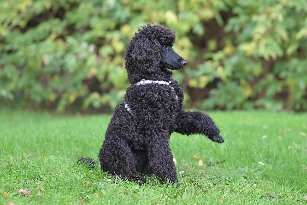 당뇨병 초기증상(13)