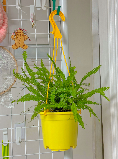 더피고사리 행잉 화분