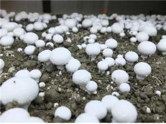 양송이버섯 재배 배지 준비 온도 습도 수확 정리_32