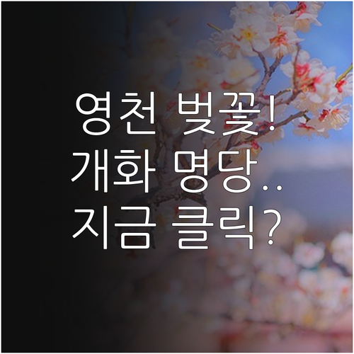영천 벚꽃 개화 일정 및 사진 찍기 ..