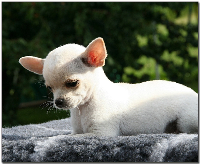 바닥을 보고 있는 치와와