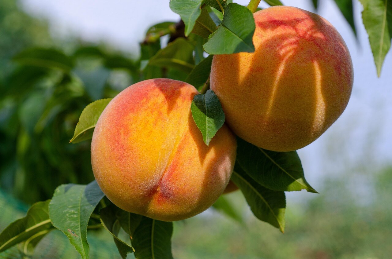 농민공익수당 자격 신청조건 지원금 신청기간 