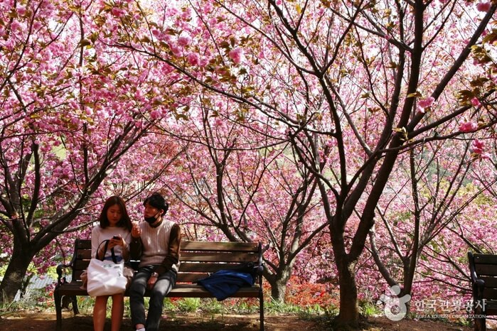 겹벚꽃의 풍경-한국관광공사 출저