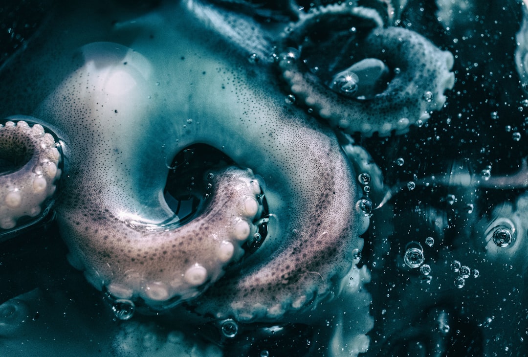 octopus