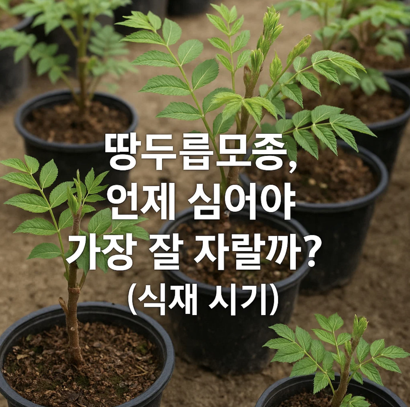 땅두릅모종, 언제 심어야 가장 잘 자랄까? (식재 시기)