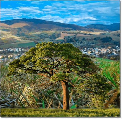 동네 어귀에 심어진 작은 느릅나무 사진