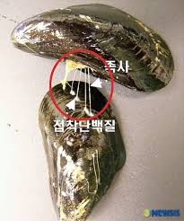 홍합발 의료용 접착제