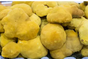 상황버섯 효능과 영양성분 복용시 주의점