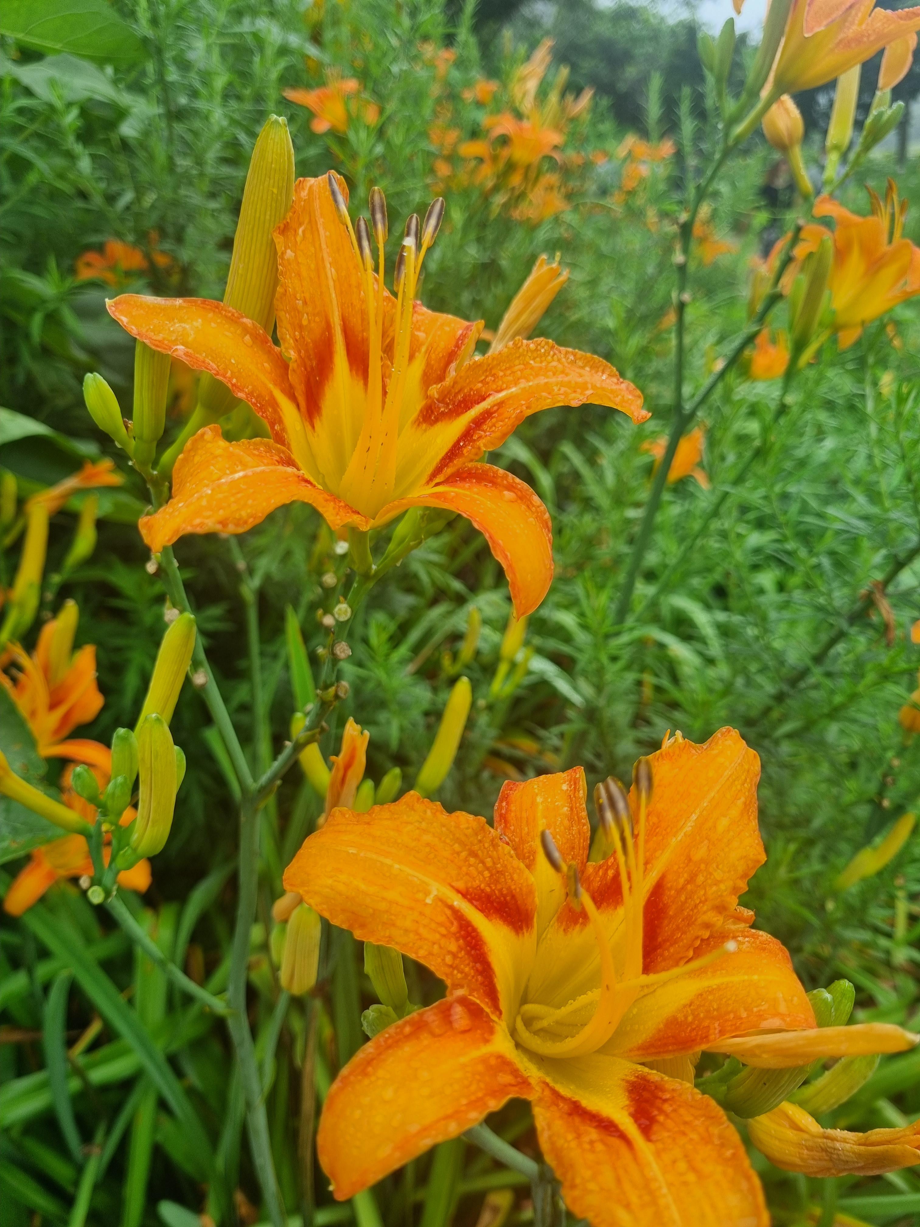 비에 젖은 원추리꽃 &ndash; 주황빛 꽃잎이 촉촉한 아침 공기를 머금은 모습, 직접 촬영 이미지