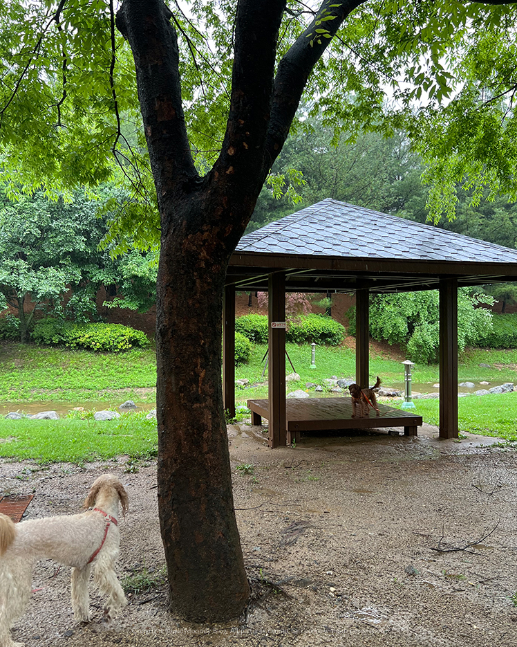 걸포공원 나무데크 사진