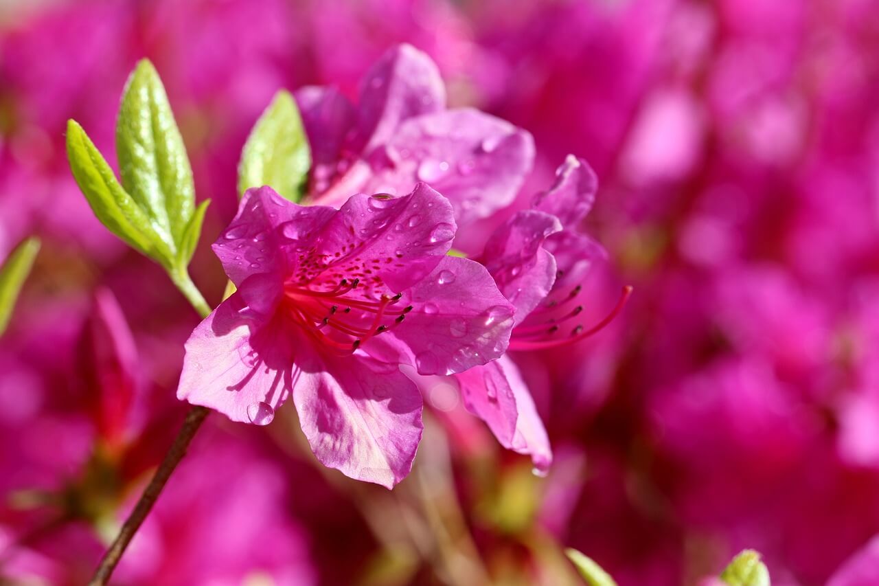 2025 영주 소백산 철쭉제 일정, 개화현황, 가는방법, 고향사랑기부 이벤트 총정리