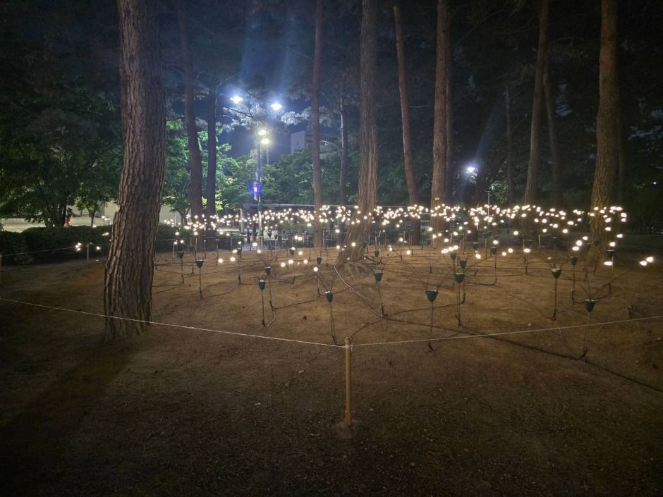 불꽃놀이 &amp; 오로라쇼 &amp; 음악분수