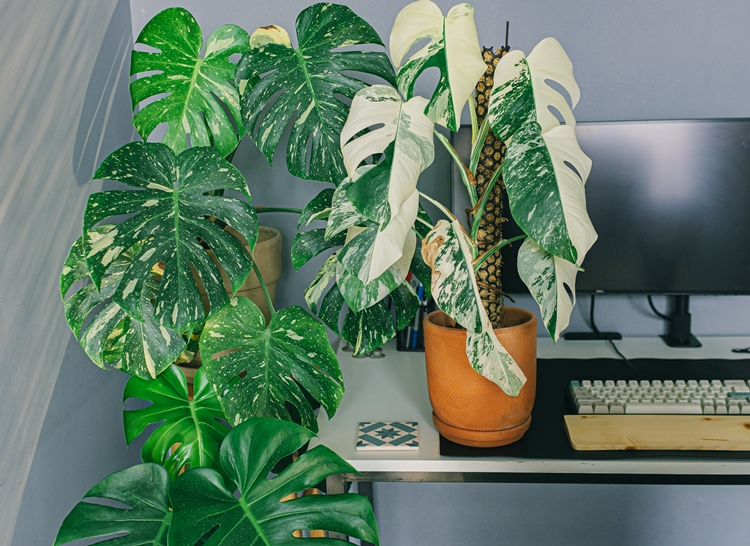 다양한 몬스테라