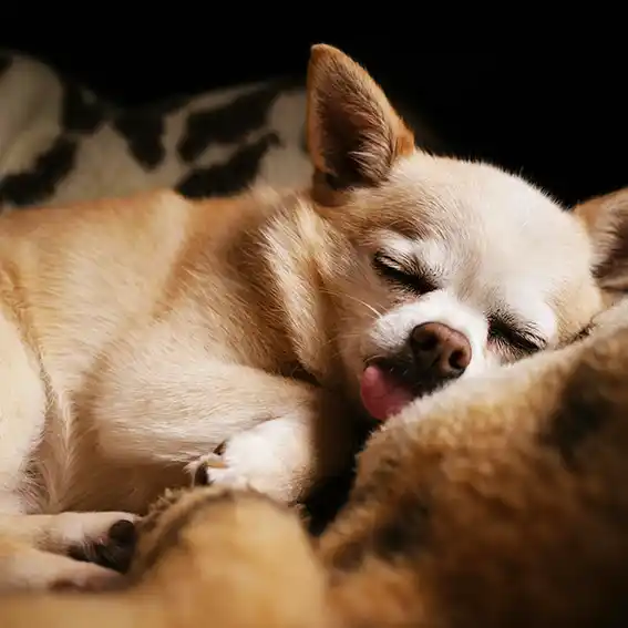 반려견 등록비 지자체 지원