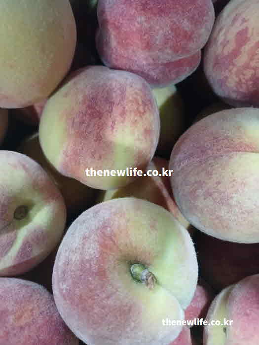 복숭아 효능 수확시기 칼로리