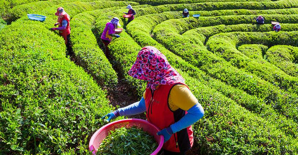보성다향대축제