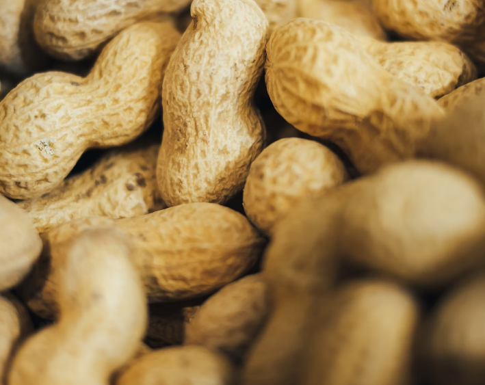 땅콩 효능 : 뇌기능