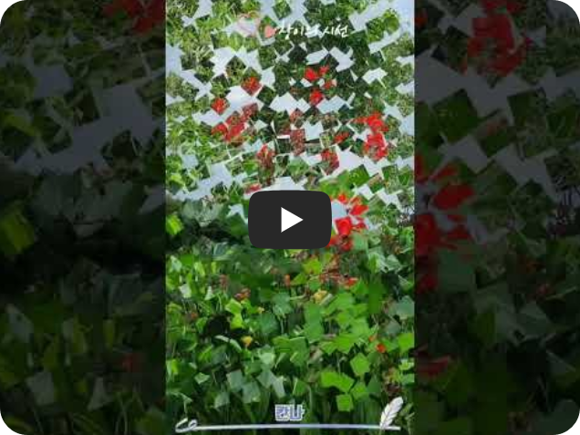 칸나 꽃 꽃말 화려한꽃 홍초